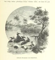 An illustration from Von der Capstadt ins Land der Maschukulumbe. Reisen im südlichen Afrika in den Jahren 1883-1887 ... Mit 205 Original-Holzschnitten, etc (1890)
