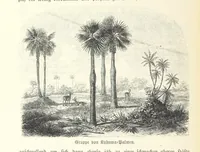 An illustration from Von der Capstadt ins Land der Maschukulumbe. Reisen im südlichen Afrika in den Jahren 1883-1887 ... Mit 205 Original-Holzschnitten, etc (1890)