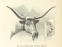 An illustration from Von der Capstadt ins Land der Maschukulumbe. Reisen im südlichen Afrika in den Jahren 1883-1887 ... Mit 205 Original-Holzschnitten, etc (1890)