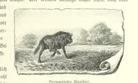 An illustration from Von der Capstadt ins Land der Maschukulumbe. Reisen im südlichen Afrika in den Jahren 1883-1887 ... Mit 205 Original-Holzschnitten, etc (1890)