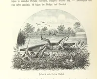 An illustration from Von der Capstadt ins Land der Maschukulumbe. Reisen im südlichen Afrika in den Jahren 1883-1887 ... Mit 205 Original-Holzschnitten, etc (1890)