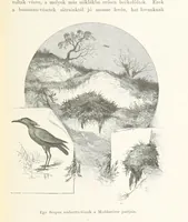 An illustration from A Fokvárostól a Masukulumbék országába, 1883-1887 ... Jogosított kiadás, ... 160 ... fametszettel és 2 térképpel (1890)
