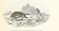 An illustration from A Fokvárostól a Masukulumbék országába, 1883-1887 ... Jogosított kiadás, ... 160 ... fametszettel és 2 térképpel (1890)