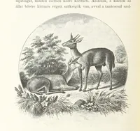 An illustration from A Fokvárostól a Masukulumbék országába, 1883-1887 ... Jogosított kiadás, ... 160 ... fametszettel és 2 térképpel (1890)