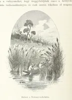 An illustration from A Fokvárostól a Masukulumbék országába, 1883-1887 ... Jogosított kiadás, ... 160 ... fametszettel és 2 térképpel (1890)
