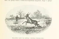 An illustration from A Fokvárostól a Masukulumbék országába, 1883-1887 ... Jogosított kiadás, ... 160 ... fametszettel és 2 térképpel (1890)