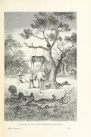 An illustration from A Fokvárostól a Masukulumbék országába, 1883-1887 ... Jogosított kiadás, ... 160 ... fametszettel és 2 térképpel (1890)
