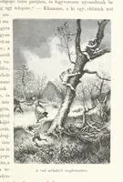 An illustration from A Fokvárostól a Masukulumbék országába, 1883-1887 ... Jogosított kiadás, ... 160 ... fametszettel és 2 térképpel (1890)