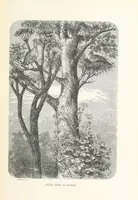 An illustration from A Fokvárostól a Masukulumbék országába, 1883-1887 ... Jogosított kiadás, ... 160 ... fametszettel és 2 térképpel (1890)