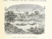 An illustration from A Fokvárostól a Masukulumbék országába, 1883-1887 ... Jogosított kiadás, ... 160 ... fametszettel és 2 térképpel (1890)