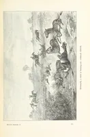 An illustration from A Fokvárostól a Masukulumbék országába, 1883-1887 ... Jogosított kiadás, ... 160 ... fametszettel és 2 térképpel (1890)