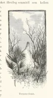 An illustration from A Fokvárostól a Masukulumbék országába, 1883-1887 ... Jogosított kiadás, ... 160 ... fametszettel és 2 térképpel (1890)