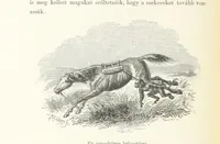 An illustration from A Fokvárostól a Masukulumbék országába, 1883-1887 ... Jogosított kiadás, ... 160 ... fametszettel és 2 térképpel (1890)