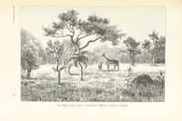 An illustration from A Fokvárostól a Masukulumbék országába, 1883-1887 ... Jogosított kiadás, ... 160 ... fametszettel és 2 térképpel (1890)