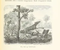 An illustration from A Fokvárostól a Masukulumbék országába, 1883-1887 ... Jogosított kiadás, ... 160 ... fametszettel és 2 térképpel (1890)