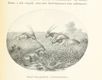 An illustration from A Fokvárostól a Masukulumbék országába, 1883-1887 ... Jogosított kiadás, ... 160 ... fametszettel és 2 térképpel (1890)