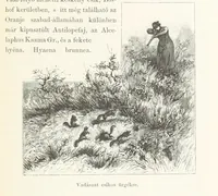 An illustration from A Fokvárostól a Masukulumbék országába, 1883-1887 ... Jogosított kiadás, ... 160 ... fametszettel és 2 térképpel (1890)