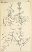 Picture 23 of 54 from Thirty-five years in the East. Adventures, discoveries, experiments, and historical sketches, relating to the Punjab and Cashmere (1852), leaf 523