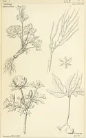 Picture 24 of 54 from Thirty-five years in the East. Adventures, discoveries, experiments, and historical sketches, relating to the Punjab and Cashmere (1852), leaf 531