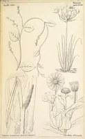 An illustration from Thirty-five years in the East. Adventures, discoveries, experiments, and historical sketches, relating to the Punjab and Cashmere (1852)