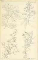 An illustration from Thirty-five years in the East. Adventures, discoveries, experiments, and historical sketches, relating to the Punjab and Cashmere (1852)