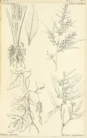 Picture 27 of 54 from Thirty-five years in the East. Adventures, discoveries, experiments, and historical sketches, relating to the Punjab and Cashmere (1852), leaf 575