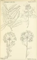 Picture 28 of 54 from Thirty-five years in the East. Adventures, discoveries, experiments, and historical sketches, relating to the Punjab and Cashmere (1852), leaf 583