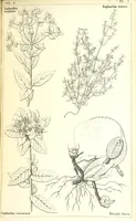 Picture 29 of 54 from Thirty-five years in the East. Adventures, discoveries, experiments, and historical sketches, relating to the Punjab and Cashmere (1852), leaf 587
