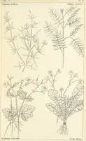 Picture 30 of 54 from Thirty-five years in the East. Adventures, discoveries, experiments, and historical sketches, relating to the Punjab and Cashmere (1852), leaf 591