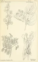 Picture 31 of 54 from Thirty-five years in the East. Adventures, discoveries, experiments, and historical sketches, relating to the Punjab and Cashmere (1852), leaf 597