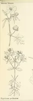 Picture 33 of 54 from Thirty-five years in the East. Adventures, discoveries, experiments, and historical sketches, relating to the Punjab and Cashmere (1852), leaf 605