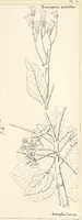 Picture 34 of 54 from Thirty-five years in the East. Adventures, discoveries, experiments, and historical sketches, relating to the Punjab and Cashmere (1852), leaf 605