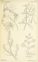 Picture 36 of 54 from Thirty-five years in the East. Adventures, discoveries, experiments, and historical sketches, relating to the Punjab and Cashmere (1852), leaf 615