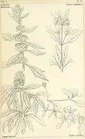 Picture 37 of 54 from Thirty-five years in the East. Adventures, discoveries, experiments, and historical sketches, relating to the Punjab and Cashmere (1852), leaf 625