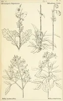 Picture 38 of 54 from Thirty-five years in the East. Adventures, discoveries, experiments, and historical sketches, relating to the Punjab and Cashmere (1852), leaf 635