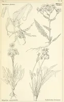Picture 39 of 54 from Thirty-five years in the East. Adventures, discoveries, experiments, and historical sketches, relating to the Punjab and Cashmere (1852), leaf 639