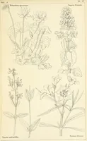 Picture 40 of 54 from Thirty-five years in the East. Adventures, discoveries, experiments, and historical sketches, relating to the Punjab and Cashmere (1852), leaf 647