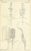 Picture 41 of 54 from Thirty-five years in the East. Adventures, discoveries, experiments, and historical sketches, relating to the Punjab and Cashmere (1852), leaf 653