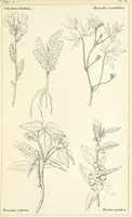 Picture 42 of 54 from Thirty-five years in the East. Adventures, discoveries, experiments, and historical sketches, relating to the Punjab and Cashmere (1852), leaf 659