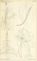 Picture 43 of 54 from Thirty-five years in the East. Adventures, discoveries, experiments, and historical sketches, relating to the Punjab and Cashmere (1852), leaf 663