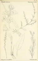 Picture 44 of 54 from Thirty-five years in the East. Adventures, discoveries, experiments, and historical sketches, relating to the Punjab and Cashmere (1852), leaf 669