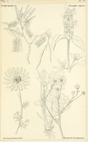 Picture 45 of 54 from Thirty-five years in the East. Adventures, discoveries, experiments, and historical sketches, relating to the Punjab and Cashmere (1852), leaf 673