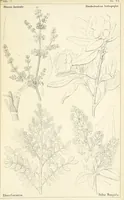 Picture 46 of 54 from Thirty-five years in the East. Adventures, discoveries, experiments, and historical sketches, relating to the Punjab and Cashmere (1852), leaf 679