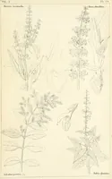 Picture 47 of 54 from Thirty-five years in the East. Adventures, discoveries, experiments, and historical sketches, relating to the Punjab and Cashmere (1852), leaf 683