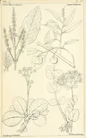 Picture 48 of 54 from Thirty-five years in the East. Adventures, discoveries, experiments, and historical sketches, relating to the Punjab and Cashmere (1852), leaf 687
