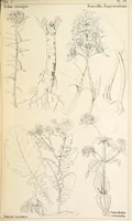 Picture 49 of 54 from Thirty-five years in the East. Adventures, discoveries, experiments, and historical sketches, relating to the Punjab and Cashmere (1852), leaf 693