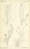 Picture 50 of 54 from Thirty-five years in the East. Adventures, discoveries, experiments, and historical sketches, relating to the Punjab and Cashmere (1852), leaf 699