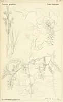 Picture 51 of 54 from Thirty-five years in the East. Adventures, discoveries, experiments, and historical sketches, relating to the Punjab and Cashmere (1852), leaf 709