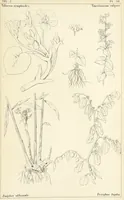 Picture 53 of 54 from Thirty-five years in the East. Adventures, discoveries, experiments, and historical sketches, relating to the Punjab and Cashmere (1852), leaf 723