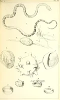Picture 54 of 54 from Thirty-five years in the East. Adventures, discoveries, experiments, and historical sketches, relating to the Punjab and Cashmere (1852), leaf 729